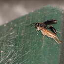 Image of Brown-legged Grass-carrier