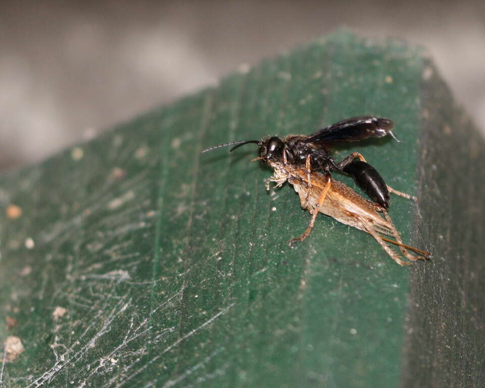 Image of Grass-carrying Wasps