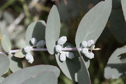 Image of silver-dollar eucalyptus