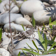 Image of blue-winged grasshopper