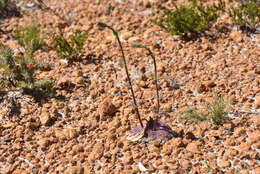 Image of Stylidium hymenocraspedum Wege