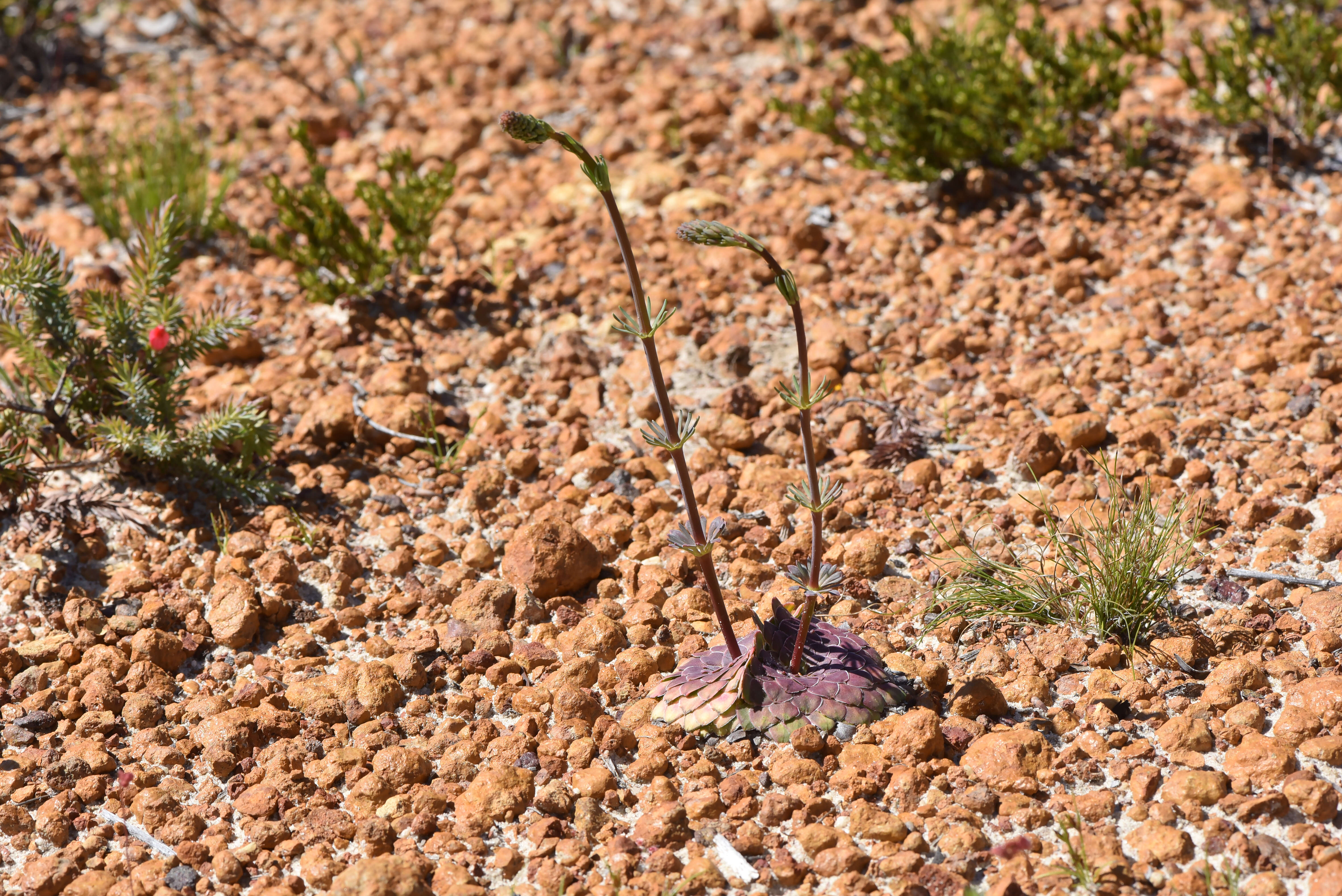 Sivun Stylidium hymenocraspedum Wege kuva