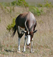 Image of Blesbok