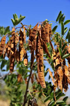 Image of black locust