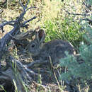 Image of Pygmy Rabbit