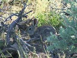 Image of pygmy rabbit