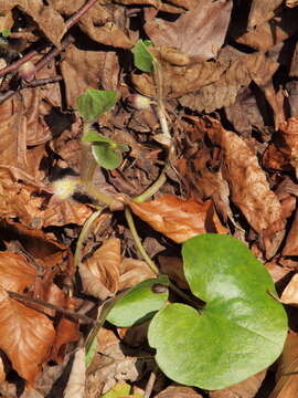 Image of Asarum europaeum subsp. europaeum