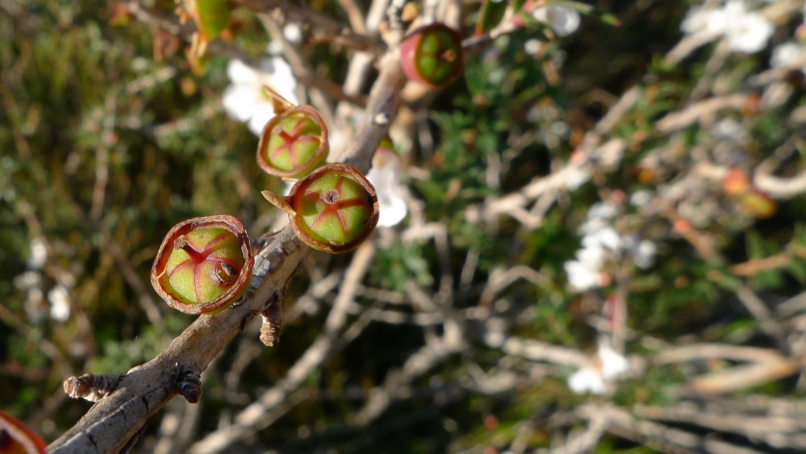 Image of Pink Tea Tree