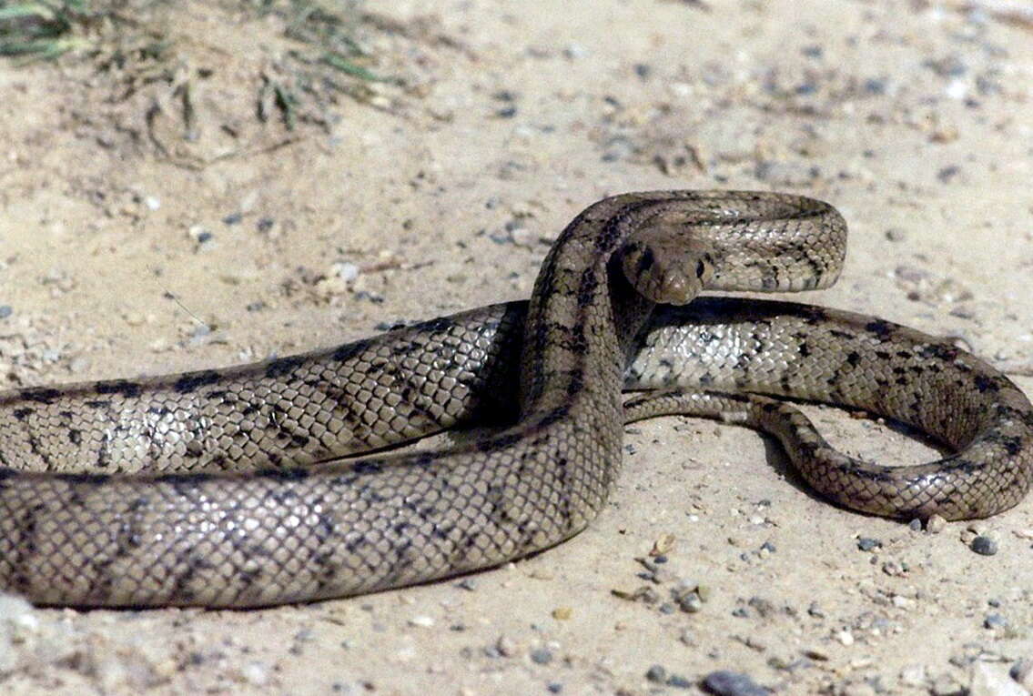 Image of Dahls Wipe Snake