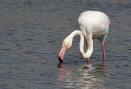 Imagem de Phoenicopterus Linnaeus 1758