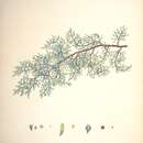 Image de Cupressus lusitanica var. lusitanica