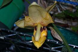 Image of Stanhopea orchid