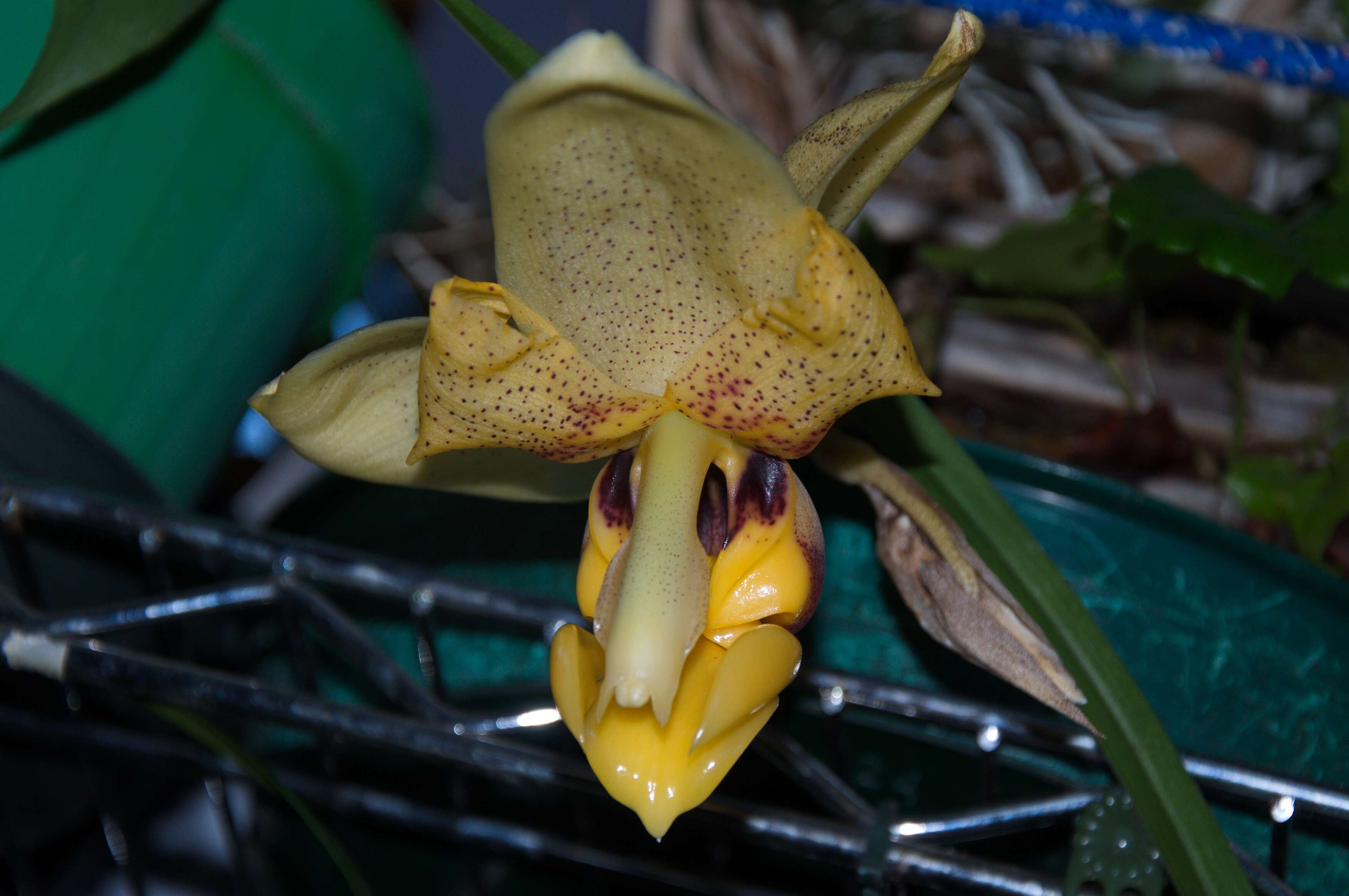 Image of Stanhopea orchid