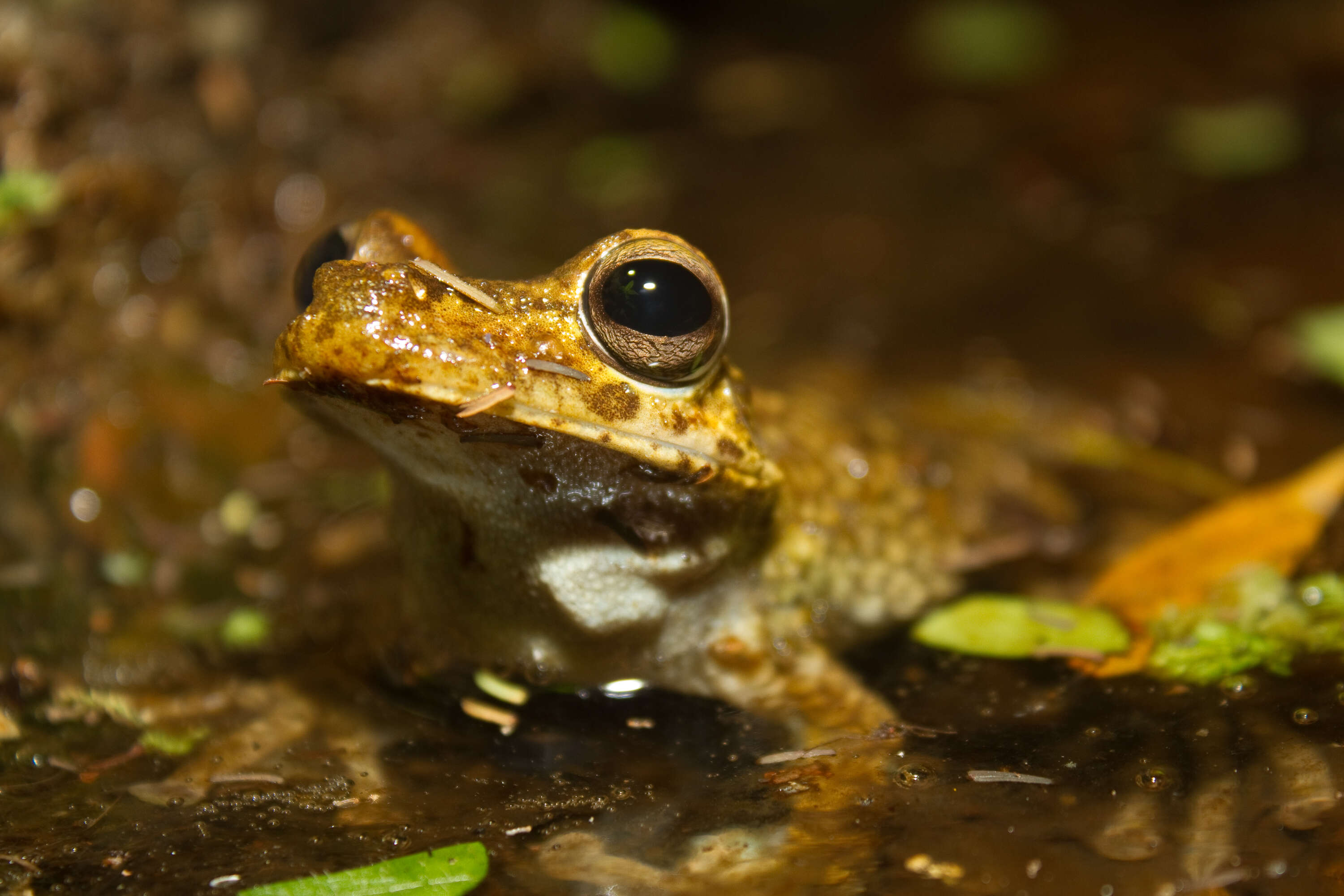 Image of Rosenberg's Gladiator Treefrog