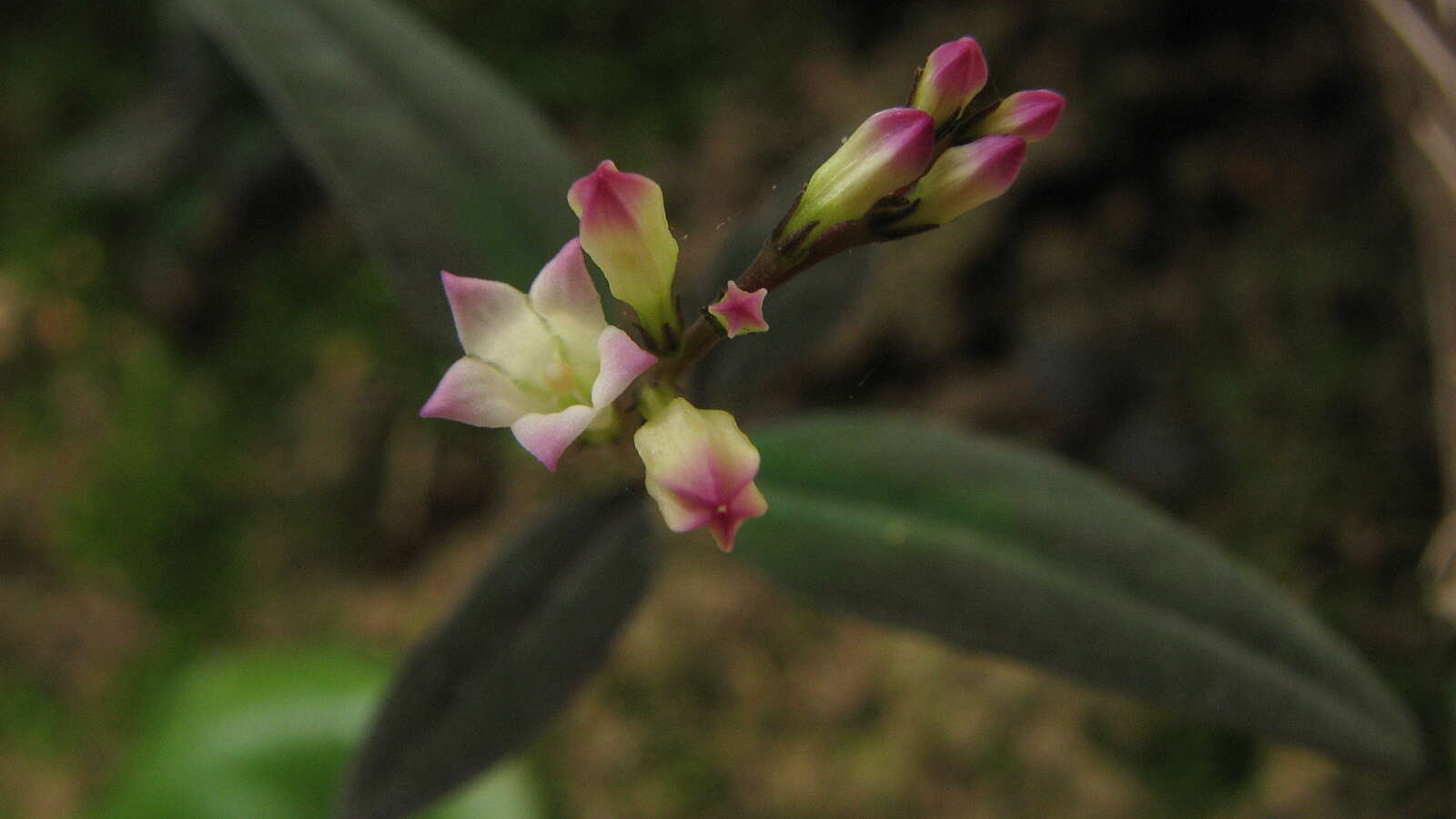 Plancia ëd Spigelia genuflexa Popovkin & Struwe