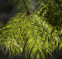 Image of Fir