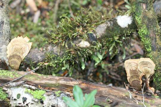 Image of False Turkey-Tail