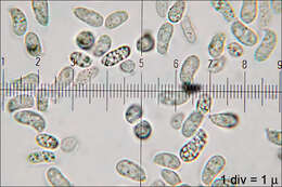 Image of Dacrymycetes