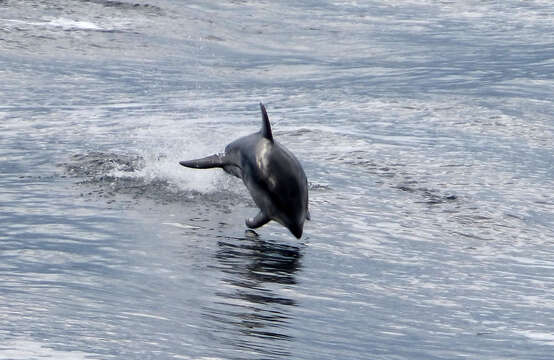 Image of Lagenorhynchus Gray 1846