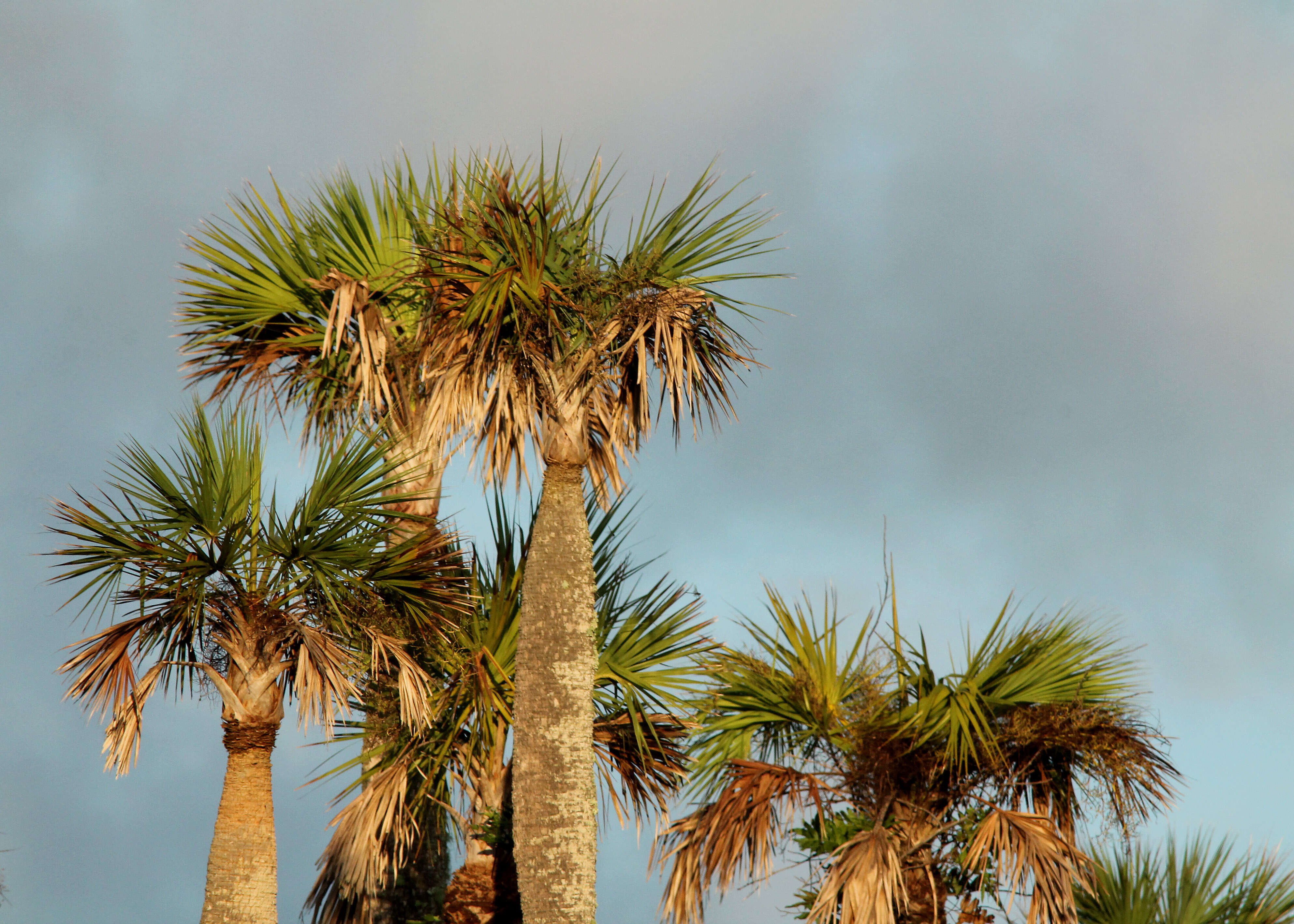 Image of Cabbage Palm