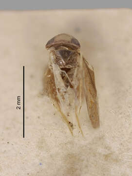 Image of Tenagobia subgen. Incertagobia Nieser 1977