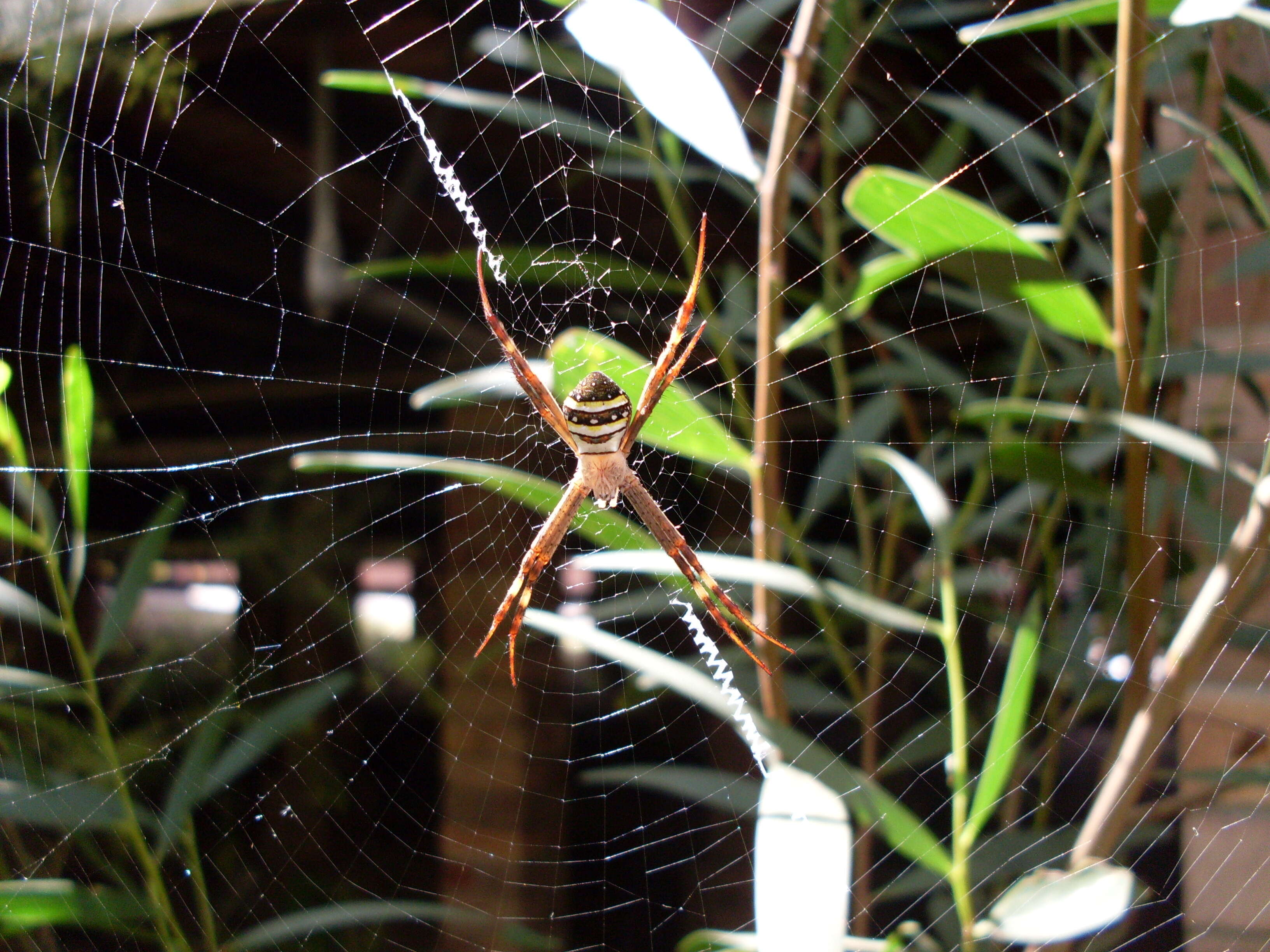 Image of St Andrews cross spider