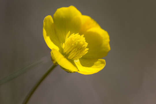 Image of Ranunculus gramineus L.