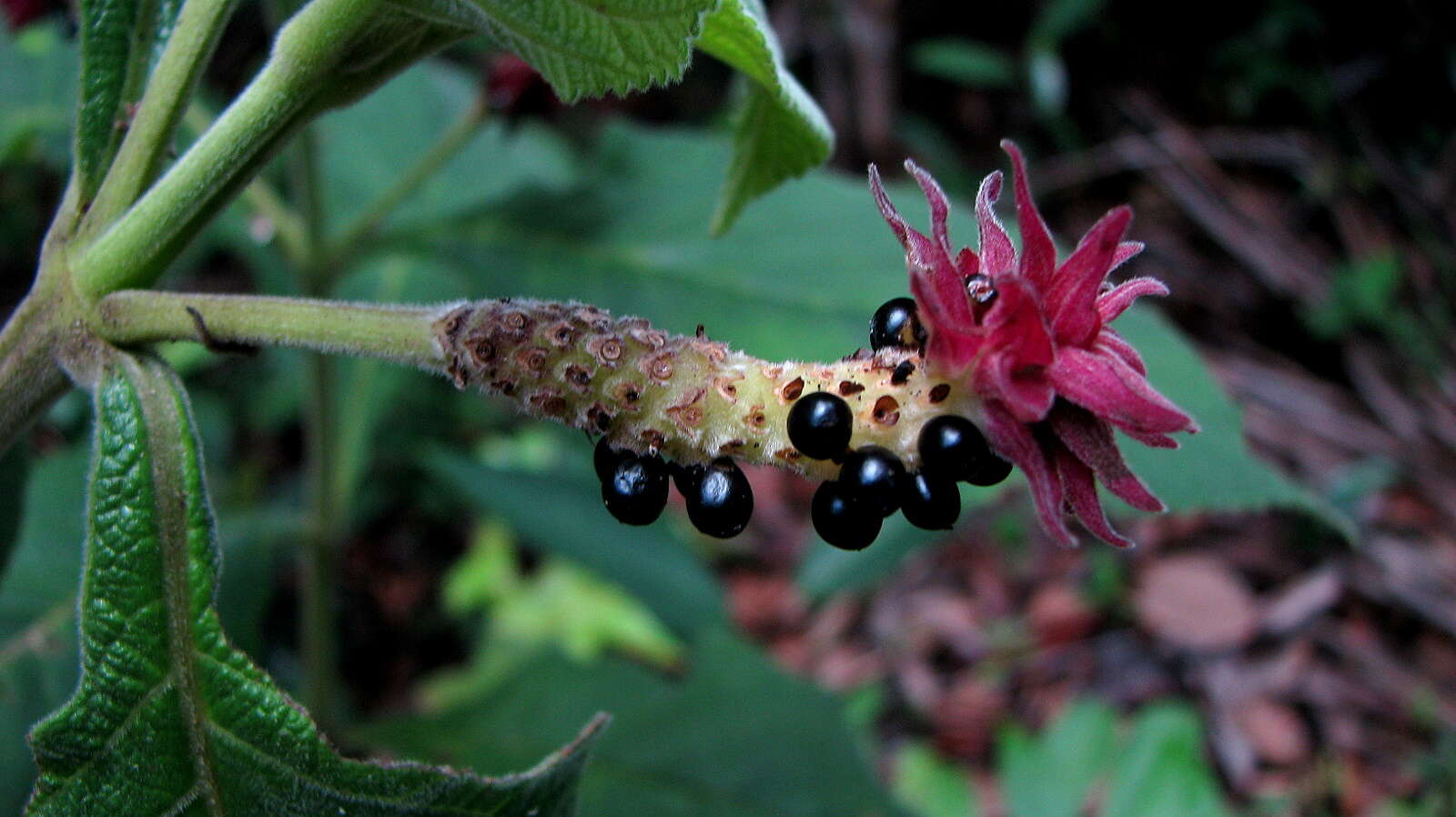 Plancia ëd Lippia macrophylla Cham.