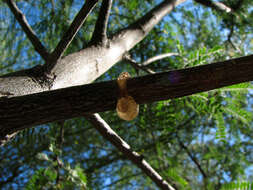 Image of Twig Girdling Beetles