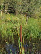 Image of Bulrush