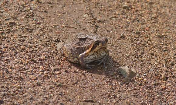 Image of Common Rain Frog