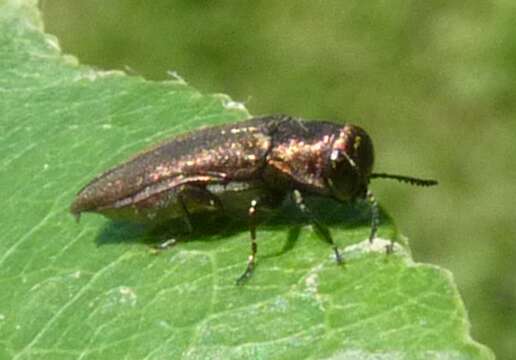 Image of Agrilus roscidus Kiesenwetter 1857