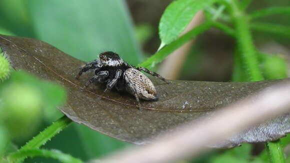 Image of Evarcha albaria (L. Koch 1878)