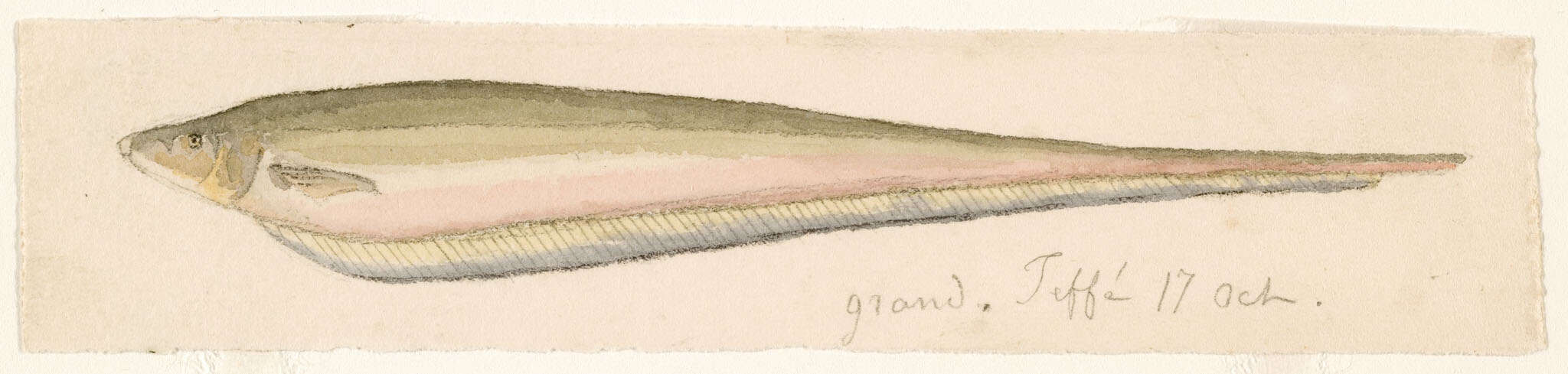 Image of glass knifefishes