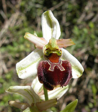 Image of Early spider orchid