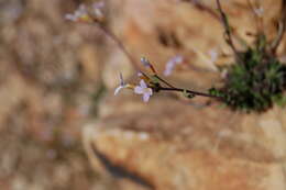 Image of littleleaf rockcress