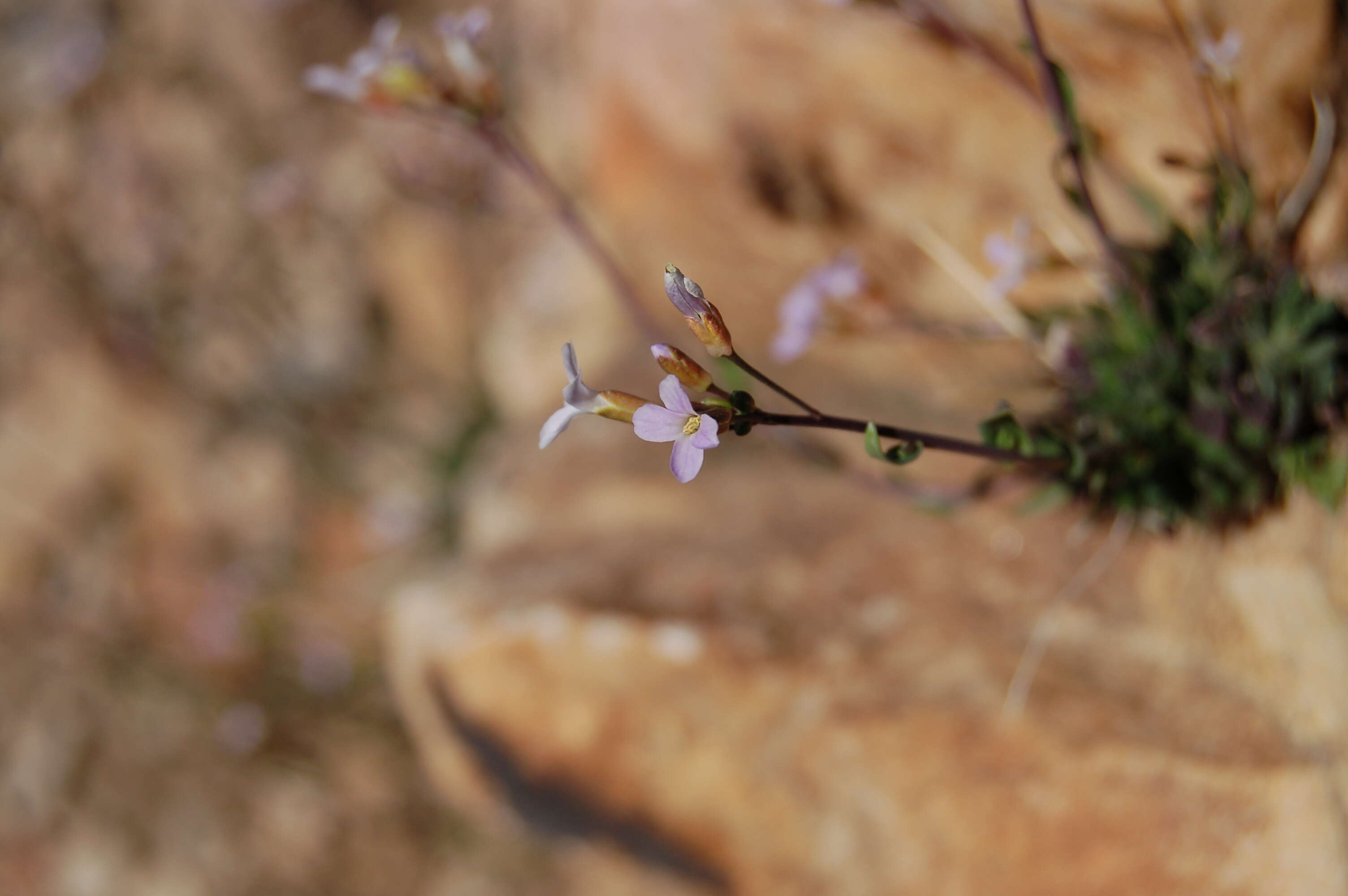 Image of littleleaf rockcress