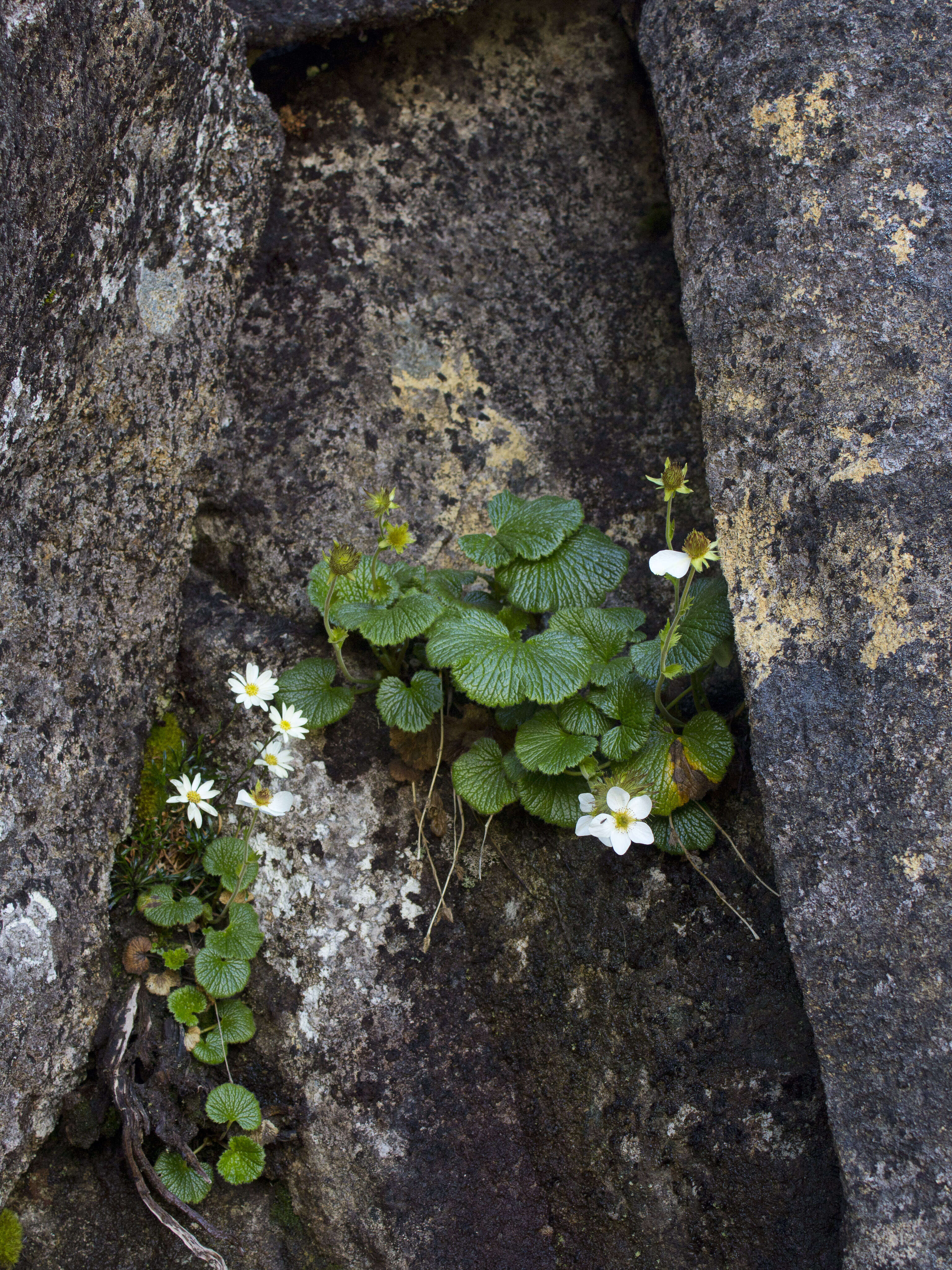 Image of Geum talbotianum W. M. Curtis