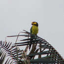 Image of Yellow-eared Conure