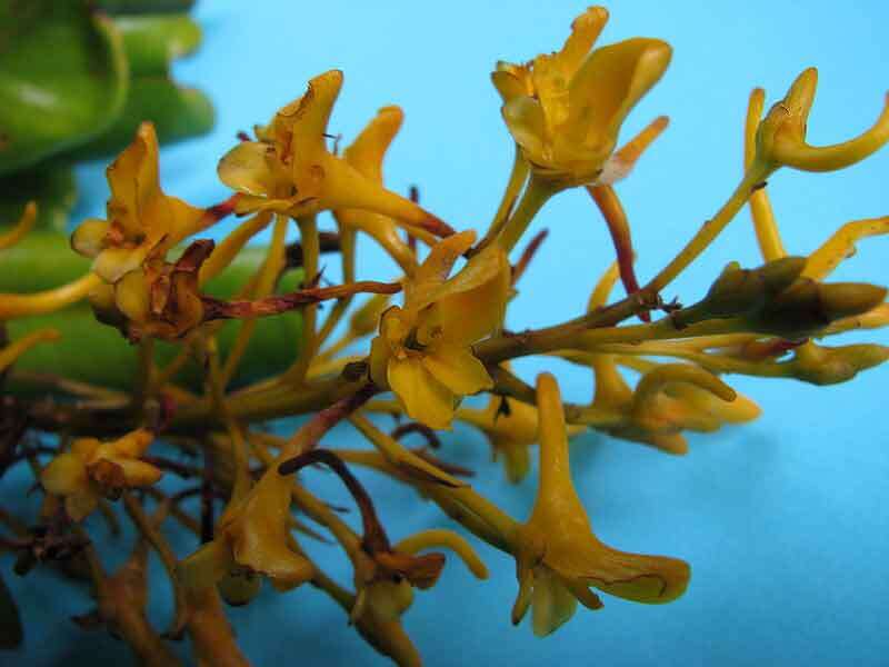 Image of Vochysia lucida C. Presl