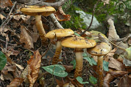 Image of Cortinarius trivialis J. E. Lange 1940