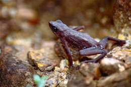 Image of harlequin frogs