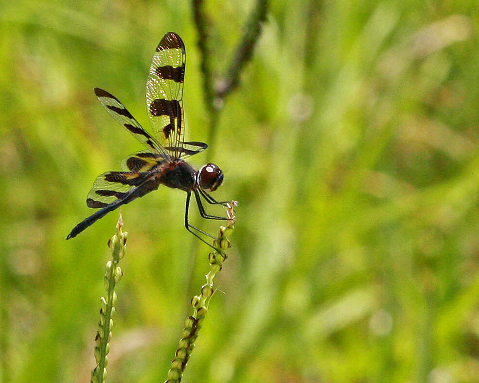 Слика од Celithemis fasciata Kirby 1889