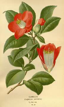 Слика од Camellia japonica L.