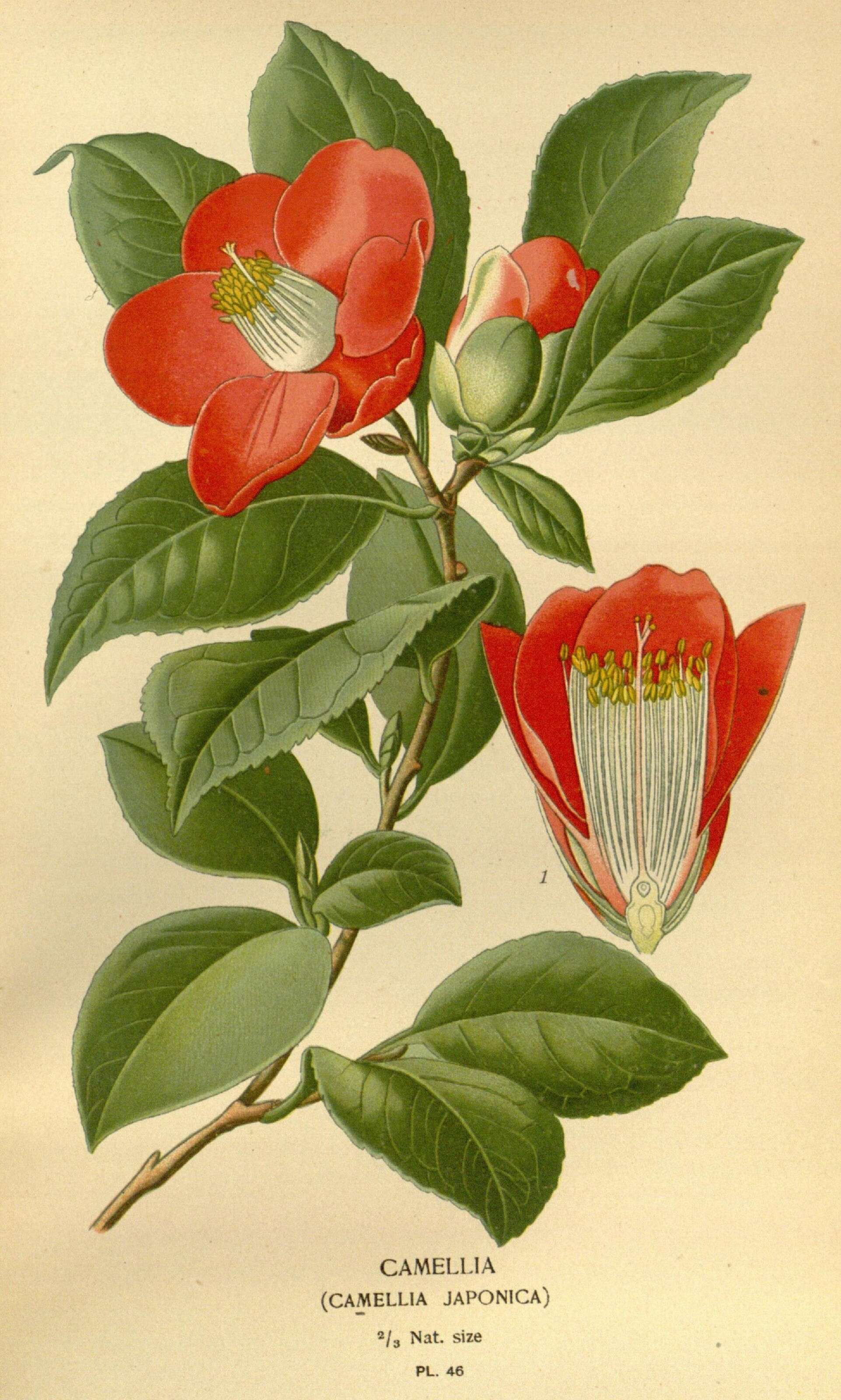 Image of camellia