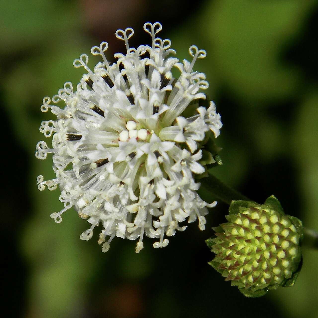 Image of squarestem