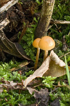 Image of Galerina marginata (Batsch) Kühner 1935