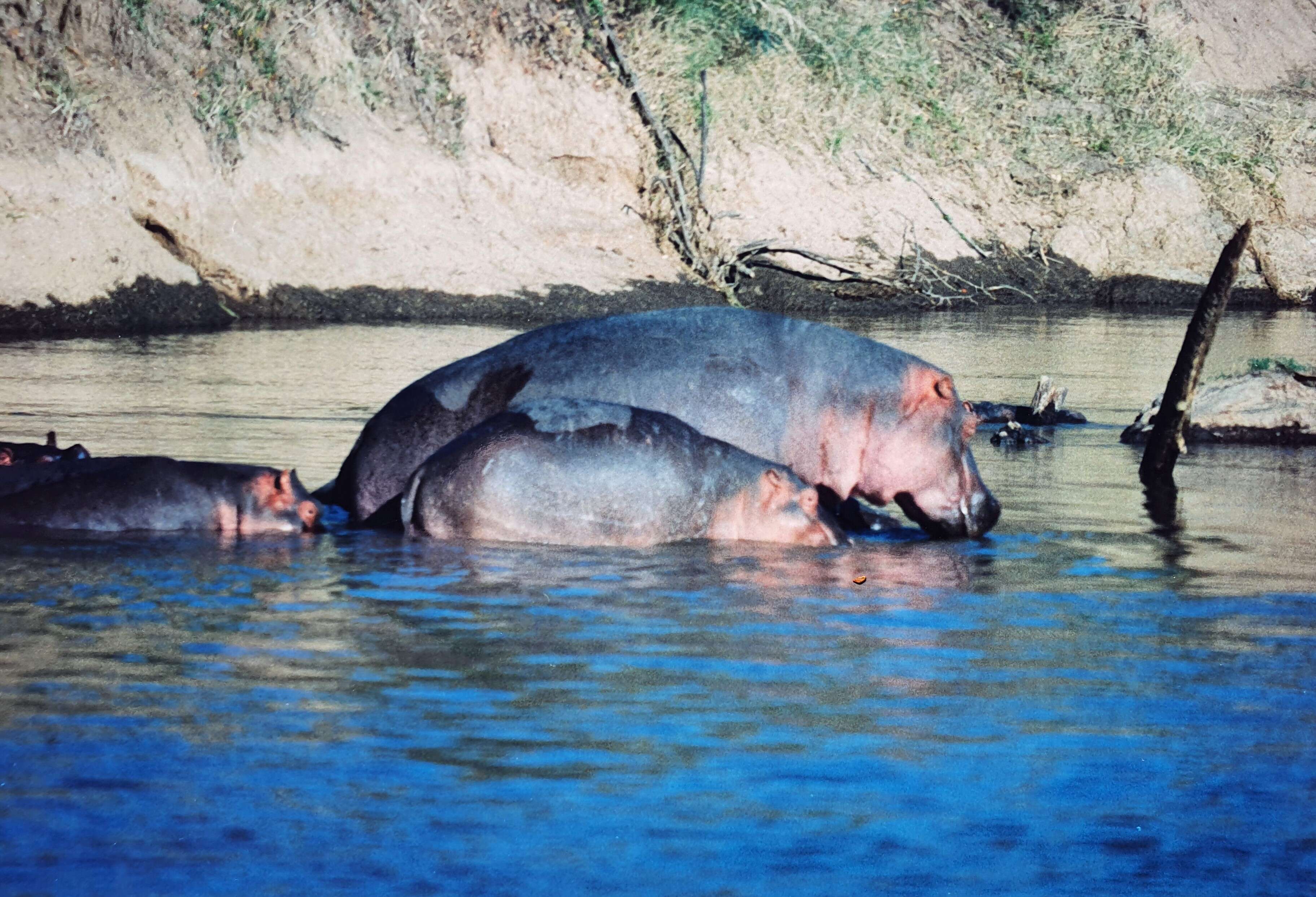 Image of Hippopotomus