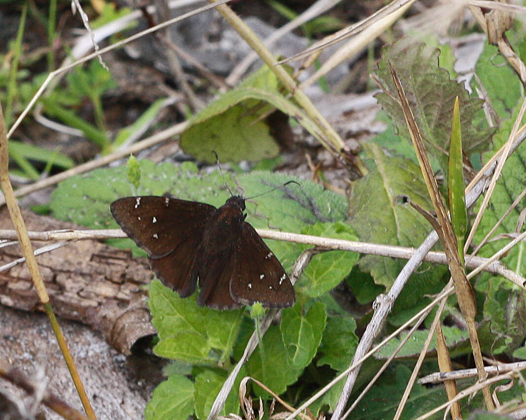 Image of Northern Cloudywing