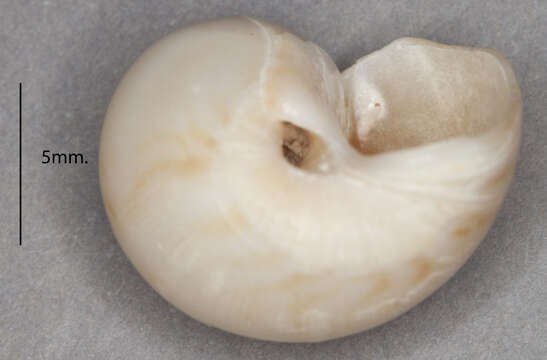 Image of Alder's necklace shell